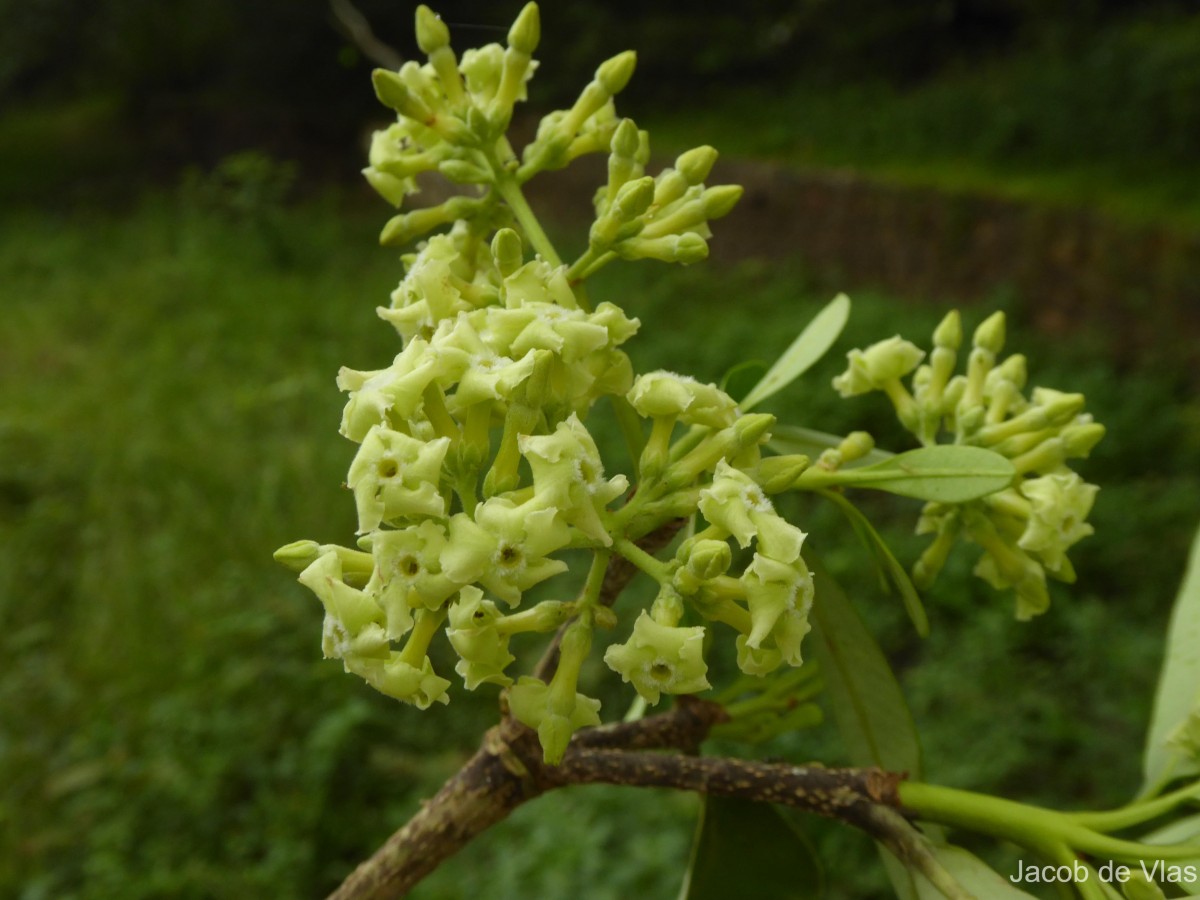 Alstonia scholaris (L.) R.Br.